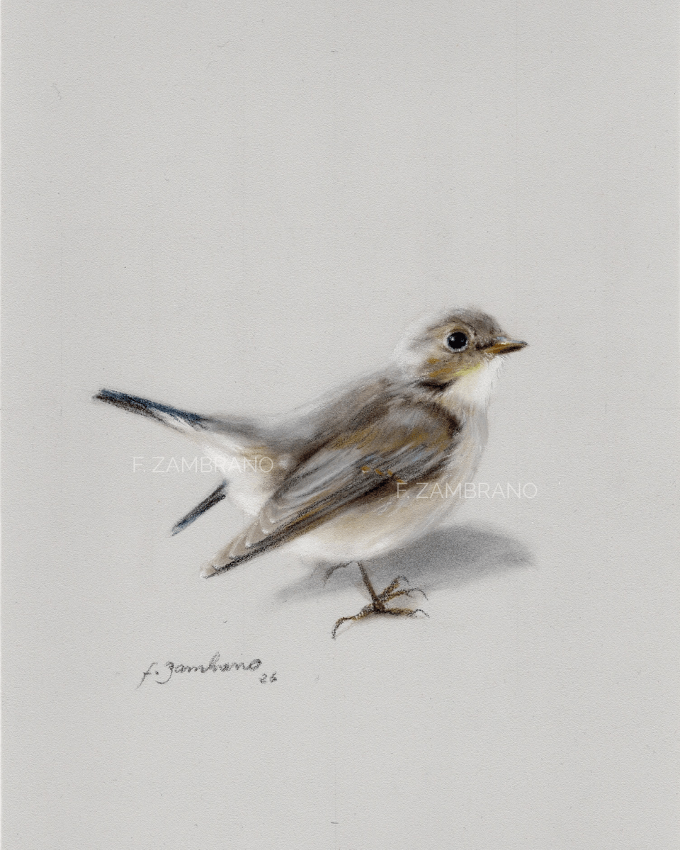 Gærdesmutte (Eurasian Wren), Nordic Bird in Soft Pastel - Pastel - Realism - 18×21 cm af F Zambrano