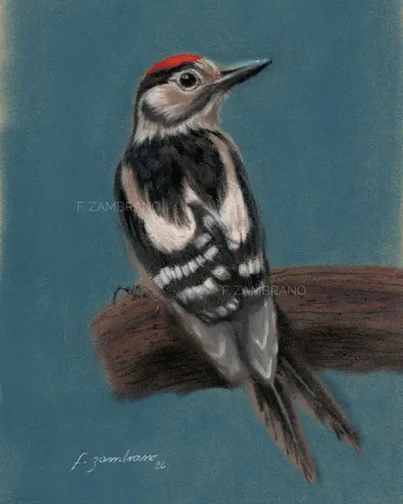 Nordic Woodpecker in Pastel - Pastell av Flor Zambrano